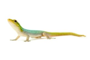 Lygodactylus conraui, Cameroun
